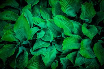 Nature View Of Green Leaf Background, Dark Wallpaper Concept.