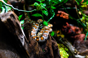 Snake on a branch, closeup of a tropical reptile