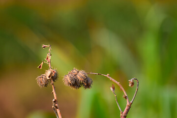Castor Oil plant, Asia Castor fruits green castor oil image, herbs in India.