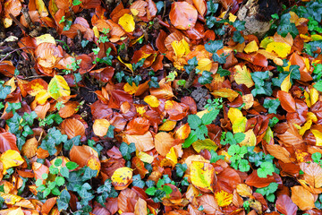 multicoloured texture of leaves
