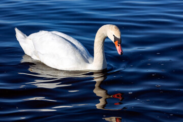White king swan Cygnus olor searches for food in the waters of the Baltic Sea in Riga, Latvia	
