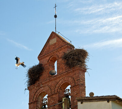White storks (Ciconia Ciconia) building a nest on a belfry, low angle view. Free space for insertion.