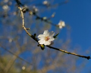 almond flower on a tree branch against a blue sky on a sunny day in Sicily, Italy