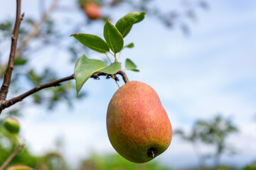 Ripe pears on a branch against a background of green foliage