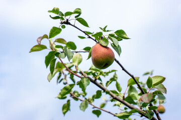 Ripe pears on a branch against the sky