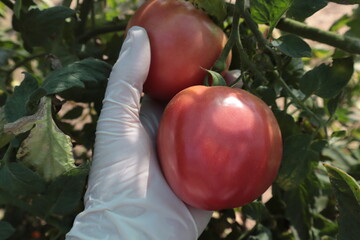 A hand plucks red tomatoes from a bush in the garden.	