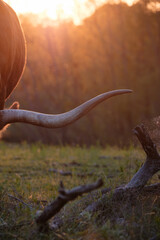 Horn of Texas longhorn cow at sunset during summer in field.