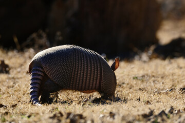 Armadillo in Texas field digging during winter.