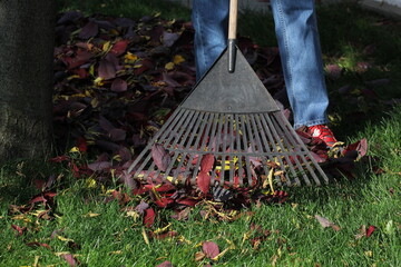 Raking leaves in yard during the fall