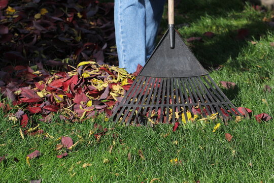 Raking leaves in yard during the fall