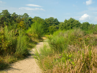 Wahner Heide