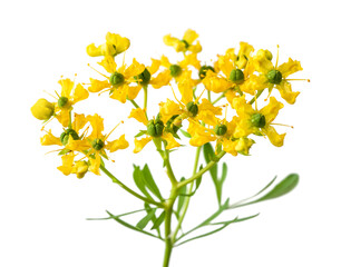 Common Rue (ruta graveolens)