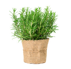 Fototapeta premium Rosemary in a pot isolated on white background.