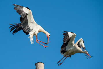 Two white storks in the nest against blue sky