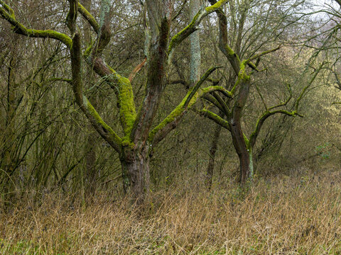 B&auml;ume in der Siegaue