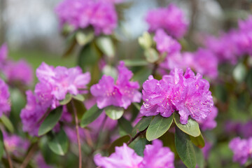 close up of magenta rhododendron in the park on a fair spring day