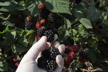 A hand plucks ripe black blackberry berries from a bush in a summer garden.