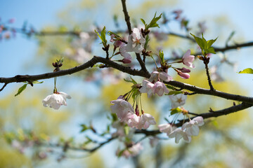 cherry blossoms