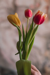 Female hands holding a bouquet of yellow pink spring flowers tulips. Feminine details of beauty and inspiration