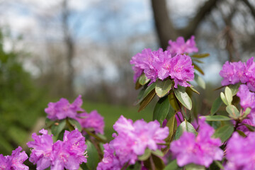 scenic view with magenta rhododendron in the park on a fair spring day