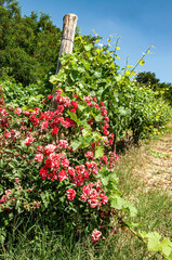 beautiful roses in the sun