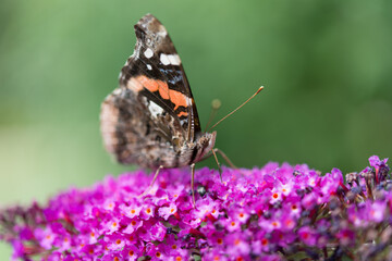 butterfly on flower - profile view