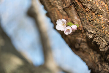 cherry blossoms bursting forth from a trunk