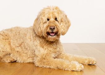 Goldendoodle dog lying on a wooden floor with a plain white background. UK
