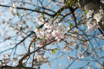 cherry blossoms on branches