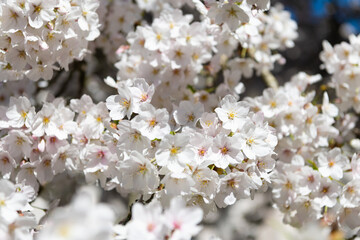 white blossom of seasonal sakura tree in spring. flowers background