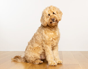 Goldendoodle dog sitting on a wooden floor with a sad and curious expression. UK