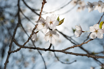 cherry blossoms backlit by the sun