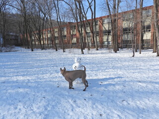 Dogs are playing in motion 