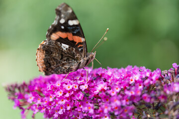 Vanessa atalanta butterfly