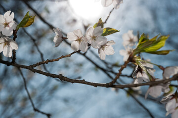 sunlight and cherry blossoms
