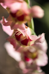 pink gladioli stem in stark light 