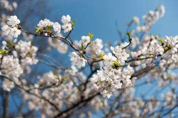 cherry blossoms and blue sky