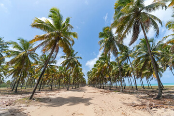 Fototapeta na wymiar Landscape of a sand path between tall coconut trees of a beautiful beach. Destination scenics at Rota dos Coqueiros on Maracaipe beach, Ipojuca - PE, Brazil, Brazilian northeast coast.