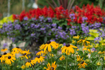 yellow, violet, and red flowers in the park