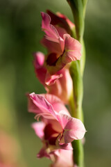 pink gladioli stem in stark light 