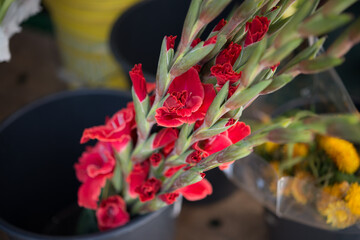 bouquet of red gladioli at a flower market