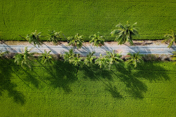 high view rice field