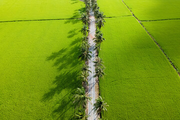 high view rice field
