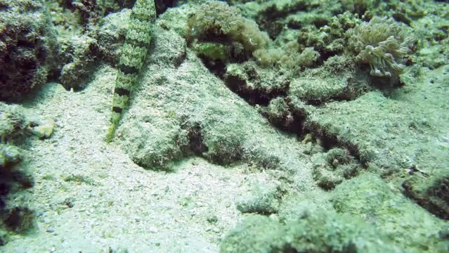 lizardfish