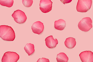 Rose petals on a pink background. View from above. Background, romance.