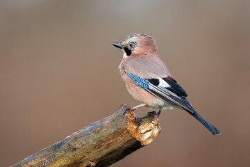 Jay Garrulus glandarius sitting at the end of a wooden branch
