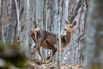 A Red deer hind (Cervus elaphus) in the forest. Bieszczady Mountains, carpathians, Poland.
