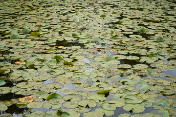 Water lilies floating on a lake