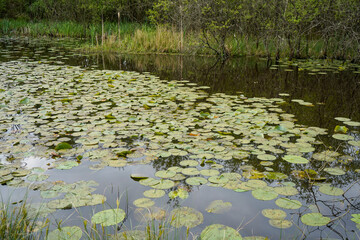 Water lilies floating on a lake