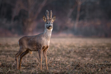 Roe deer standing in field